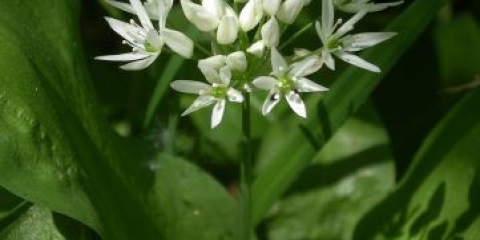 Kako uzgajati divlji bijeli luk na selu